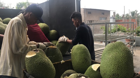Gần ¼ diện tích cây ăn trái ĐBSCL có nguy cơ ảnh hưởng bởi hạn mặn - Ảnh 2. Gần ¼ diện tích cây ăn trái ĐBSCL có nguy cơ ảnh hưởng bởi hạn mặn - Ảnh 2.
