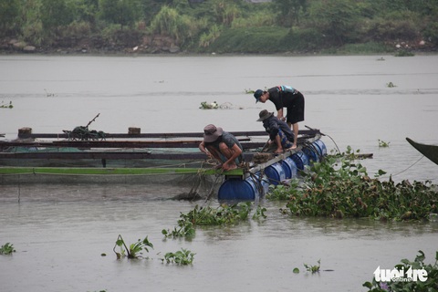Vận động người nuôi cá lồng bè lên bờ tránh bão - Ảnh 6. Vận động người nuôi cá lồng bè lên bờ tránh bão - Ảnh 6.