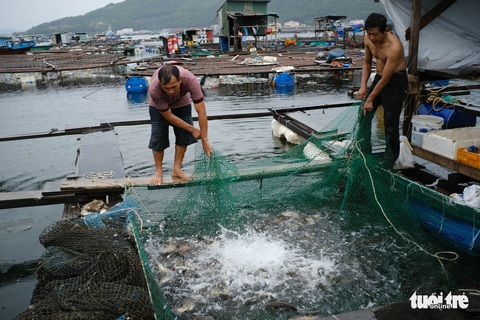 Vận động người nuôi cá lồng bè lên bờ tránh bão - Ảnh 1. Vận động người nuôi cá lồng bè lên bờ tránh bão - Ảnh 1.