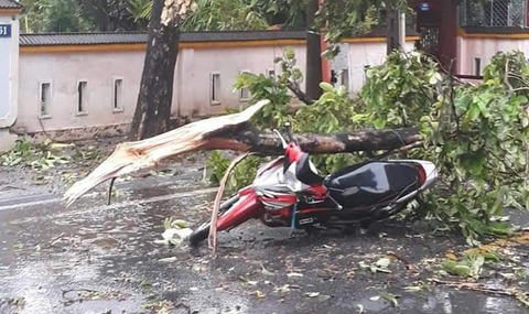 Cây đổ đè chết 1 người, 29 người bị thương do bão số 5 - Ảnh 1. Cây đổ đè chết 1 người, 29 người bị thương do bão số 5 - Ảnh 1.