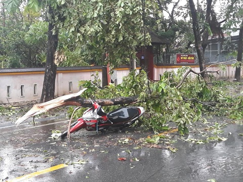 Một chuyên viên Phòng GD-ĐT Huế tử vong do cây ngã đè trong bão số 5 - Ảnh 1. Một chuyên viên Phòng GD-ĐT Huế tử vong do cây ngã đè trong bão số 5 - Ảnh 1.