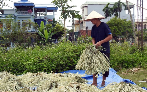 Thăng trầm chiếc nón Việt - Ảnh 7. Thăng trầm chiếc nón Việt - Ảnh 7.