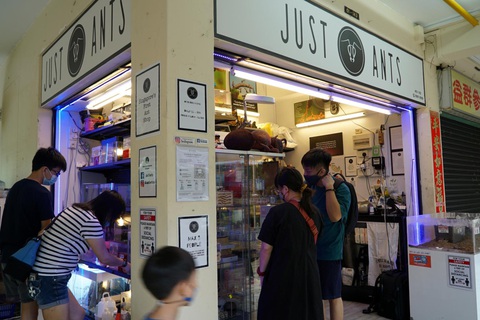 Nuôi kiến như một loài thú cưng tại Singapore - Ảnh 1. Nuôi kiến như một loài thú cưng tại Singapore - Ảnh 1.
