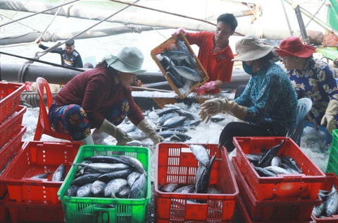 Nuôi cò giữa Biển Đông mới trúng đậm cá lớn - Ảnh 2. Nuôi cò giữa Biển Đông mới trúng đậm cá lớn - Ảnh 2.