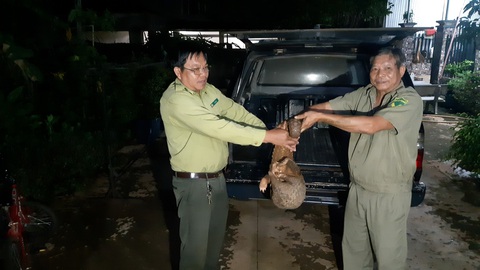 Người dân đuổi bắt con tê tê 10kg giao kiểm lâm thả về rừng - Ảnh 1. Người dân đuổi bắt con tê tê 10kg giao kiểm lâm thả về rừng - Ảnh 1.