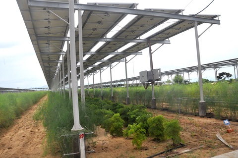 Điện mặt trời kết hợp nông nghiệp vẫn mòn mỏi chờ cơ chế - Ảnh 1. Điện mặt trời kết hợp nông nghiệp vẫn mòn mỏi chờ cơ chế - Ảnh 1.
