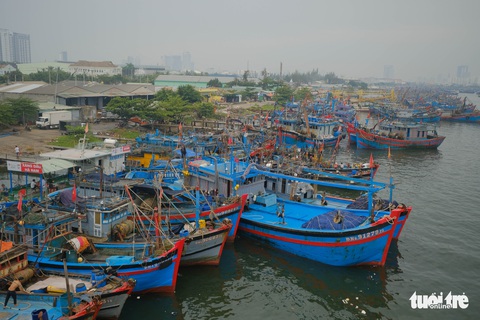 Đà Nẵng cho phép thí điểm khai thác xuất khẩu cá nóc - Ảnh 1. Đà Nẵng cho phép thí điểm khai thác xuất khẩu cá nóc - Ảnh 1.