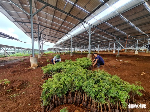 Điện mặt trời không lắp trên mái nhà sẽ không được hưởng giá ưu đãi - Ảnh 1. Điện mặt trời không lắp trên mái nhà sẽ không được hưởng giá ưu đãi - Ảnh 1.