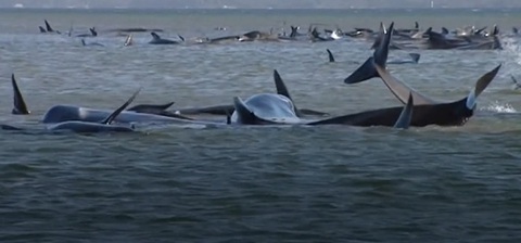 Video: Úc giải cứu 270 con cá voi hoa tiêu mắc cạn ở đảo Tasmania - Ảnh 1. Video: Úc giải cứu 270 con cá voi hoa tiêu mắc cạn ở đảo Tasmania - Ảnh 1.