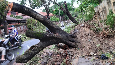 Bảo vệ cây xanh trước gió bão - Ảnh 1. Bảo vệ cây xanh trước gió bão - Ảnh 1.
