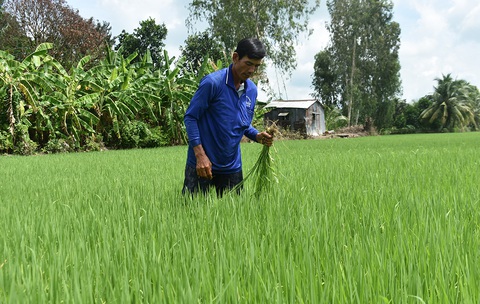 Lúa sạch - hướng đi bền vững của An Giang - Ảnh 1. Lúa sạch - hướng đi bền vững của An Giang - Ảnh 1.