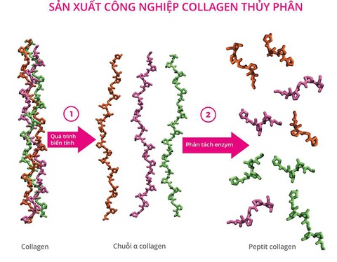 Bộ đôi Collagen và Coenzyme Q10: Chìa khóa giữ gìn sự trẻ trung cho làn da - Ảnh 2. Bộ đôi Collagen và Coenzyme Q10: Chìa khóa giữ gìn sự trẻ trung cho làn da - Ảnh 2.