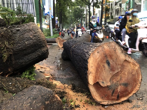 Cơ quan chức năng nói gì về vụ cây ngã đè chết người trên đường Nguyễn Tri Phương? - Ảnh 1. Cơ quan chức năng nói gì về vụ cây ngã đè chết người trên đường Nguyễn Tri Phương? - Ảnh 1.