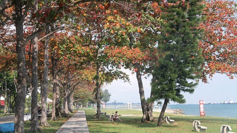 Nhiều nước cũng đau đầu giữ cây xanh - Ảnh 1. Nhiều nước cũng đau đầu giữ cây xanh - Ảnh 1.