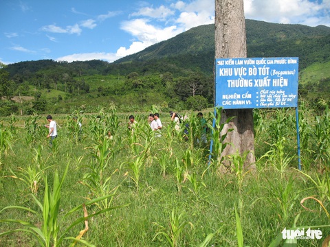 11 hậu duệ bò tót rừng ở Ninh Thuận... kêu cứu - Ảnh 6. 11 hậu duệ bò tót rừng ở Ninh Thuận... kêu cứu - Ảnh 6.