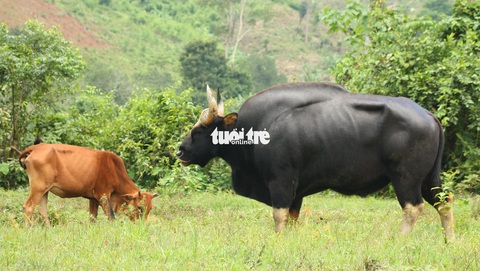 Chỉ 100 triệu đồng/tháng thôi sẽ cứu được hậu duệ bò tót Ninh Thuận - Ảnh 6. Chỉ 100 triệu đồng/tháng thôi sẽ cứu được hậu duệ bò tót Ninh Thuận - Ảnh 6.