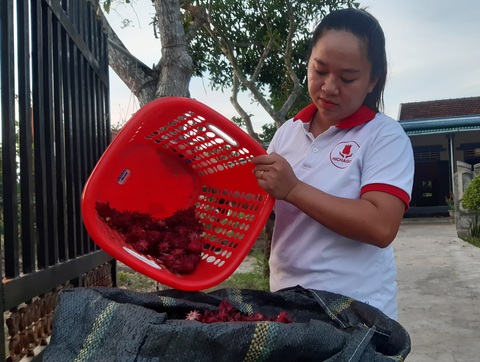 Khởi nghiệp từ sắc hoa atisô đỏ - Ảnh 1. Khởi nghiệp từ sắc hoa atisô đỏ - Ảnh 1.