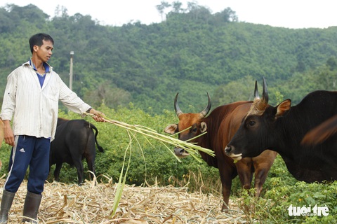 Chỉ 100 triệu đồng/tháng thôi sẽ cứu được hậu duệ bò tót Ninh Thuận - Ảnh 8. Chỉ 100 triệu đồng/tháng thôi sẽ cứu được hậu duệ bò tót Ninh Thuận - Ảnh 8.