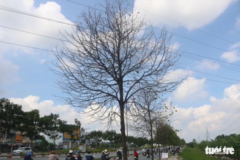 TP.HCM: Sâu ăn lá khiến hàng loạt cây xanh trơ trụi chỉ sau một đêm - Ảnh 2. TP.HCM: Sâu ăn lá khiến hàng loạt cây xanh trơ trụi chỉ sau một đêm - Ảnh 2.