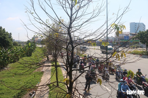 Phun thuốc sinh học cứu cây xanh tại TP.HCM bị sâu ăn lá tấn công - Ảnh 7. Phun thuốc sinh học cứu cây xanh tại TP.HCM bị sâu ăn lá tấn công - Ảnh 7.