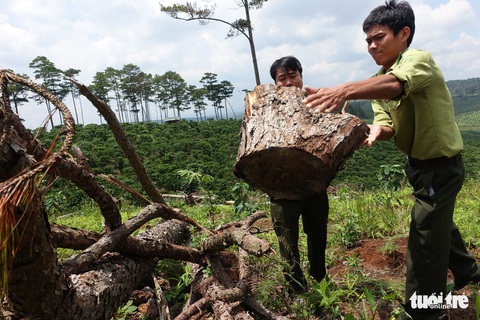 Lâm Đồng: Toàn bộ lãnh đạo một hạt kiểm lâm bị điều chuyển để điều tra phá rừng - Ảnh 1. Lâm Đồng: Toàn bộ lãnh đạo một hạt kiểm lâm bị điều chuyển để điều tra phá rừng - Ảnh 1.