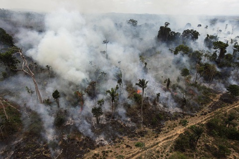 CO2 càng nhiều, cây xanh càng chết sớm - Ảnh 1. CO2 càng nhiều, cây xanh càng chết sớm - Ảnh 1.