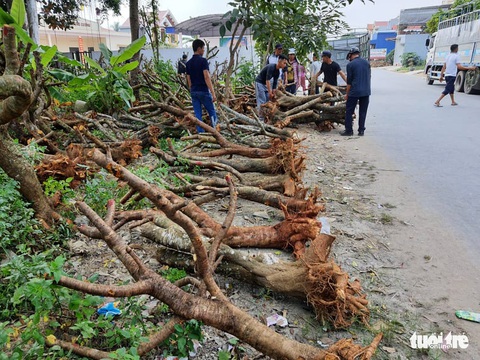 Đào từ vùng cao né chỉ thị Thủ tướng, ồ ạt chạy về Hải Phòng - Ảnh 7. Đào từ vùng cao né chỉ thị Thủ tướng, ồ ạt chạy về Hải Phòng - Ảnh 7.