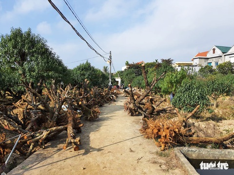 Đào từ vùng cao né chỉ thị Thủ tướng, ồ ạt chạy về Hải Phòng - Ảnh 2. Đào từ vùng cao né chỉ thị Thủ tướng, ồ ạt chạy về Hải Phòng - Ảnh 2.