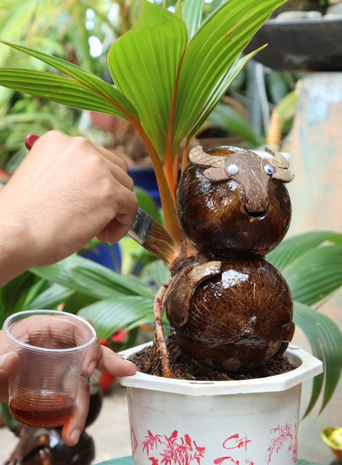 Độc đáo bonsai hình con trâu - Ảnh 3. Độc đáo bonsai hình con trâu - Ảnh 3.