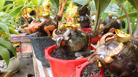 Độc đáo bonsai hình con trâu - Ảnh 7. Độc đáo bonsai hình con trâu - Ảnh 7.