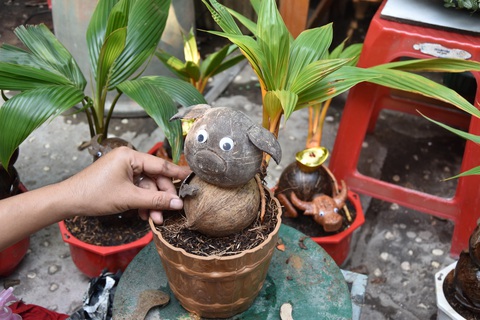 Độc đáo bonsai hình con trâu - Ảnh 4. Độc đáo bonsai hình con trâu - Ảnh 4.