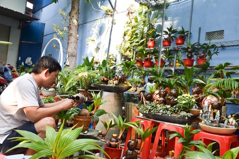 Độc đáo bonsai hình con trâu - Ảnh 5. Độc đáo bonsai hình con trâu - Ảnh 5.