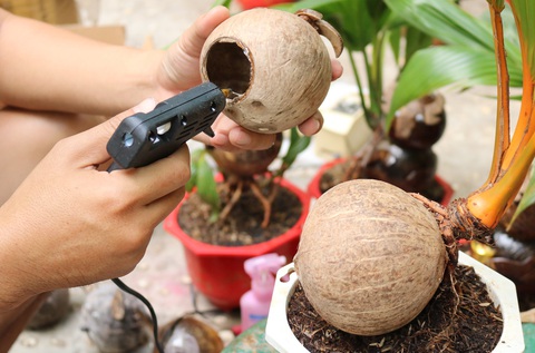 Độc đáo bonsai hình con trâu - Ảnh 2. Độc đáo bonsai hình con trâu - Ảnh 2.