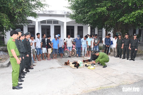 Bộ Công an triệt phá trường gà lớn ở Trà Vinh - Ảnh 1. Bộ Công an triệt phá trường gà lớn ở Trà Vinh - Ảnh 1.