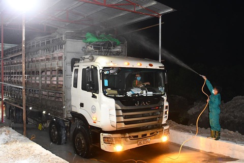 Tạm ngừng nhập khẩu heo sống từ Thái Lan do dịch tả heo châu Phi - Ảnh 1. Tạm ngừng nhập khẩu heo sống từ Thái Lan do dịch tả heo châu Phi - Ảnh 1.