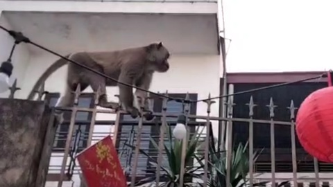 Xuất hiện đàn khỉ hơn chục con đại náo khu dân cư, dân tự chế lồng để bẫy - Ảnh 4. Xuất hiện đàn khỉ hơn chục con đại náo khu dân cư, dân tự chế lồng để bẫy - Ảnh 4.