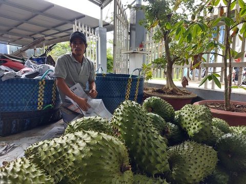 Trái cây miền Tây sẵn sàng ra chợ tết - Ảnh 2. Trái cây miền Tây sẵn sàng ra chợ tết - Ảnh 2.