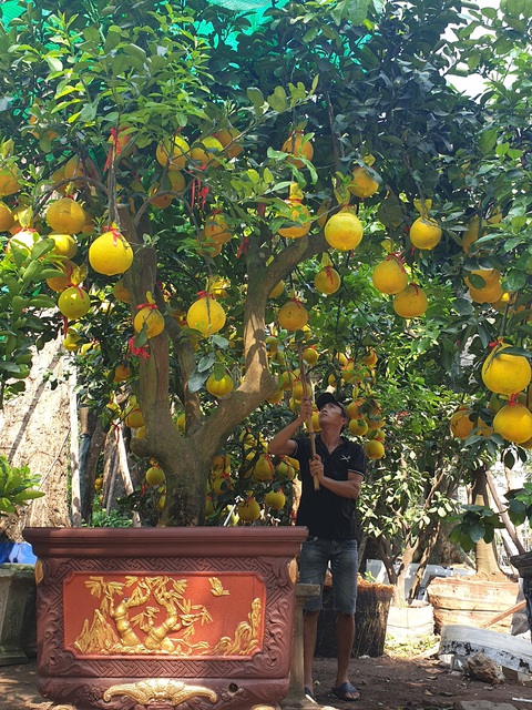 Cam canh, bưởi Diễn... hàng chục triệu đồng Nam tiến - Ảnh 6. Cam canh, bưởi Diễn... hàng chục triệu đồng Nam tiến - Ảnh 6.