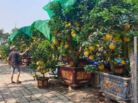 Cam canh, bưởi Diễn... hàng chục triệu đồng Nam tiến - Ảnh 7. Cam canh, bưởi Diễn... hàng chục triệu đồng Nam tiến - Ảnh 7.