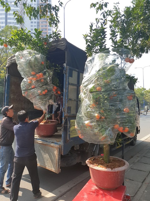 Cam canh, bưởi Diễn... hàng chục triệu đồng Nam tiến - Ảnh 8. Cam canh, bưởi Diễn... hàng chục triệu đồng Nam tiến - Ảnh 8.