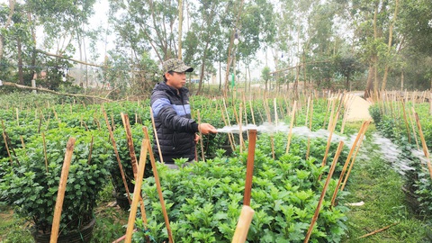 Người trồng hoa tết ở Quảng Nam phấn khởi vì được mùa, được giá - Ảnh 4. Người trồng hoa tết ở Quảng Nam phấn khởi vì được mùa, được giá - Ảnh 4.