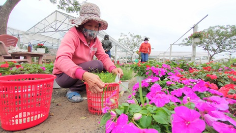 Người trồng hoa tết ở Quảng Nam phấn khởi vì được mùa, được giá - Ảnh 5. Người trồng hoa tết ở Quảng Nam phấn khởi vì được mùa, được giá - Ảnh 5.