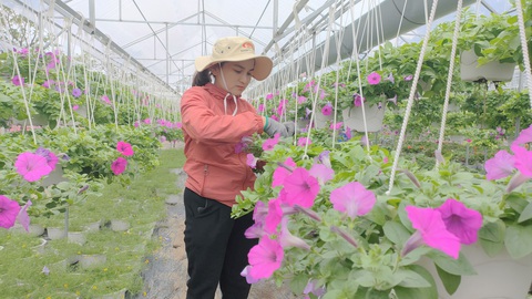 Người trồng hoa tết ở Quảng Nam phấn khởi vì được mùa, được giá - Ảnh 3. Người trồng hoa tết ở Quảng Nam phấn khởi vì được mùa, được giá - Ảnh 3.