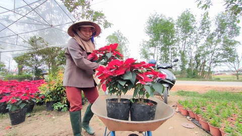 Người trồng hoa tết ở Quảng Nam phấn khởi vì được mùa, được giá - Ảnh 6. Người trồng hoa tết ở Quảng Nam phấn khởi vì được mùa, được giá - Ảnh 6.
