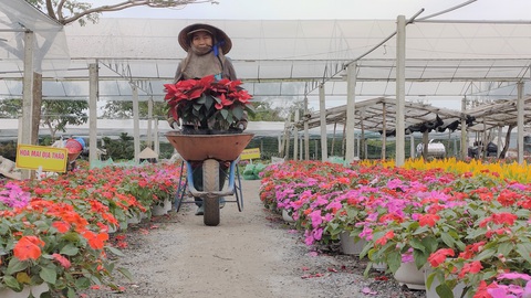 Người trồng hoa tết ở Quảng Nam phấn khởi vì được mùa, được giá - Ảnh 2. Người trồng hoa tết ở Quảng Nam phấn khởi vì được mùa, được giá - Ảnh 2.