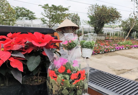 Người trồng hoa tết ở Quảng Nam phấn khởi vì được mùa, được giá - Ảnh 7. Người trồng hoa tết ở Quảng Nam phấn khởi vì được mùa, được giá - Ảnh 7.