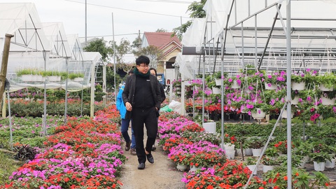 Người trồng hoa tết ở Quảng Nam phấn khởi vì được mùa, được giá - Ảnh 8. Người trồng hoa tết ở Quảng Nam phấn khởi vì được mùa, được giá - Ảnh 8.