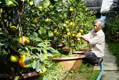 Quýt hồng trồng chậu ngóng người mua - Ảnh 1. Quýt hồng trồng chậu ngóng người mua - Ảnh 1.