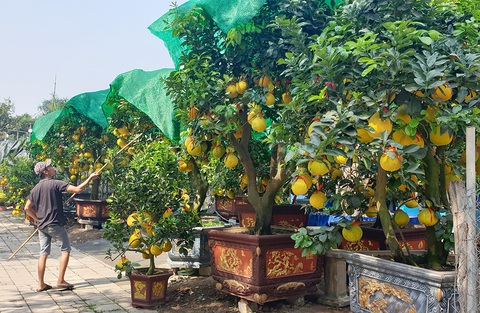 Đặc sản hồng treo gió Đà Lạt hút hàng - Ảnh 4. Đặc sản hồng treo gió Đà Lạt hút hàng - Ảnh 4.