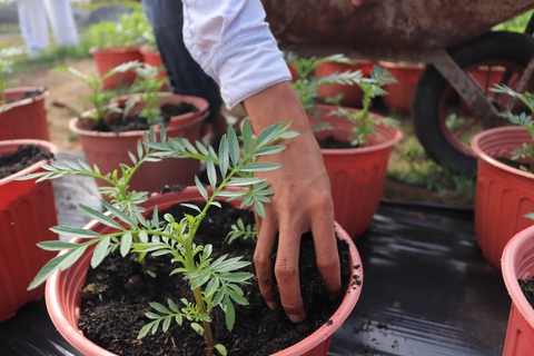 Đột kích làng hoa Sài Gòn đang khoe sắc, chờ Tết - Ảnh 4. Đột kích làng hoa Sài Gòn đang khoe sắc, chờ Tết - Ảnh 4.